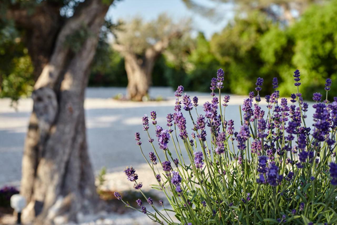 Agapanto Masseria Bed & Breakfast Conversano Ngoại thất bức ảnh