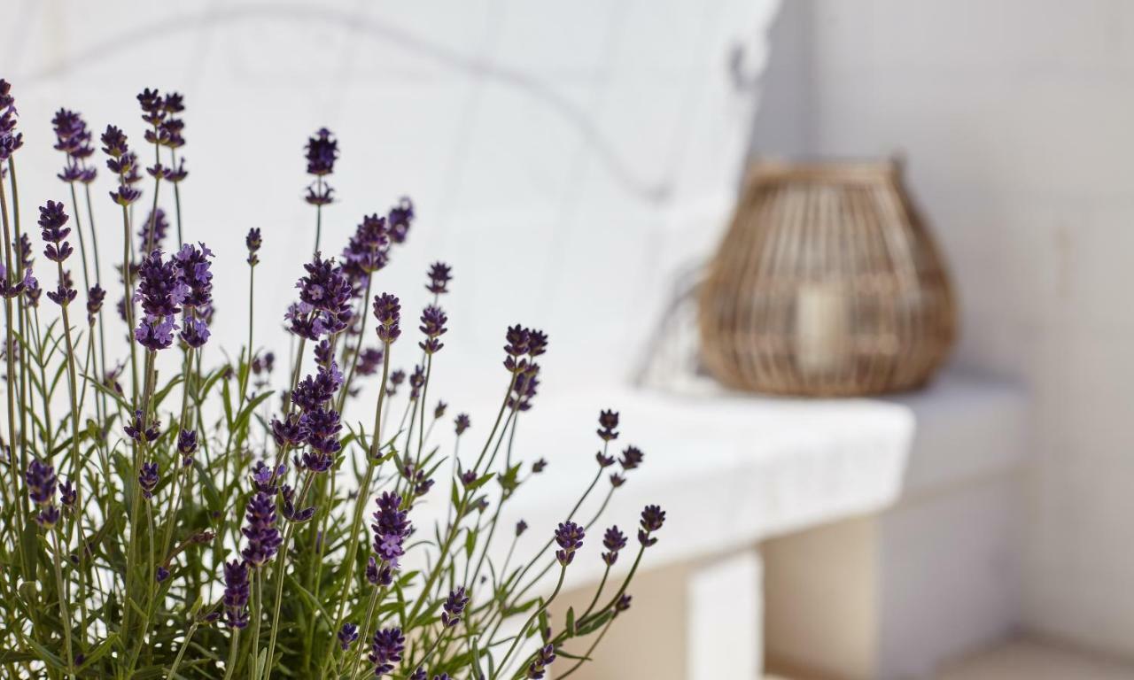 Agapanto Masseria Bed & Breakfast Conversano Ngoại thất bức ảnh